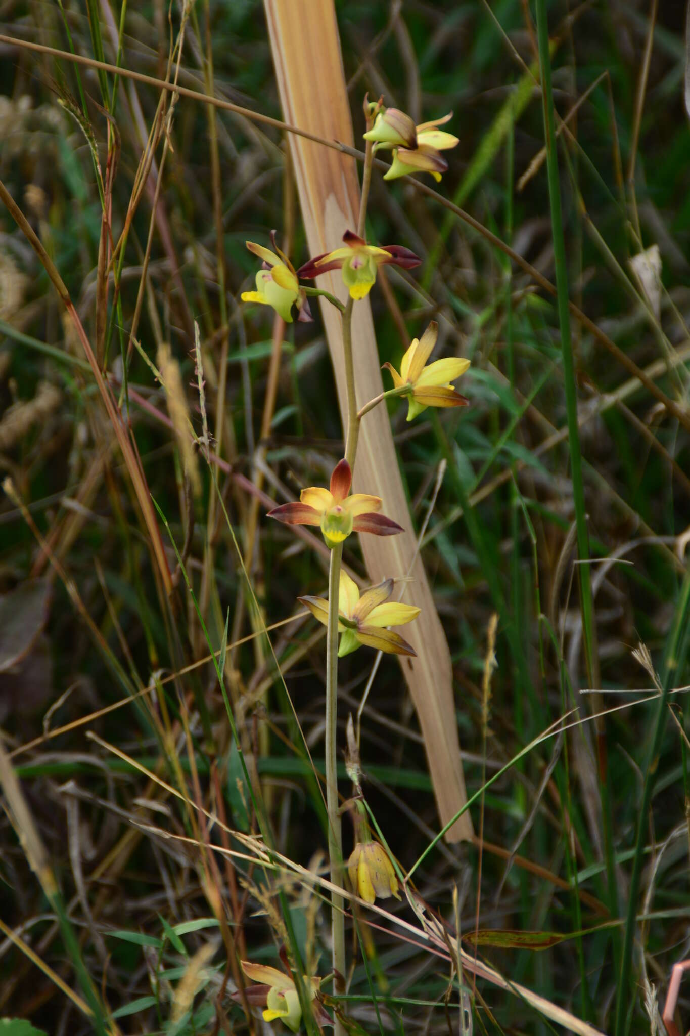 Sivun Eulophia pratensis Lindl. kuva