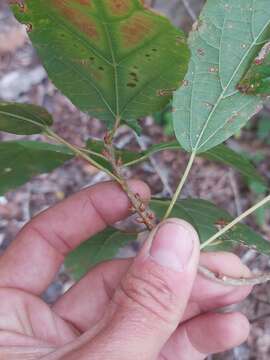 Image de Alchornea laxiflora (Benth.) Pax & K. Hoffm.