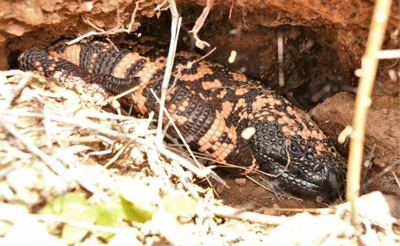 Image of Reticulated gila monster