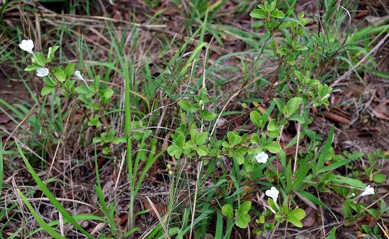 Plancia ëd Ruellia patula Jacq.