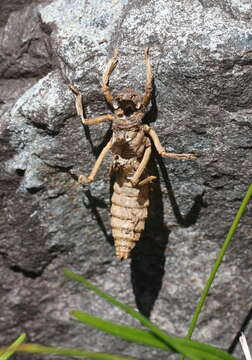 Image of Mountain Giant Dragonfly