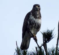 Imagem de Buteo trizonatus Rudebeck 1957