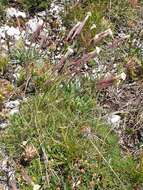 Image of Silene caryophylloides (Poir.) Otth