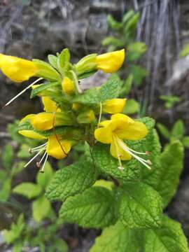 Plancia ëd Hemichaena coulteri (Gray) Thieret