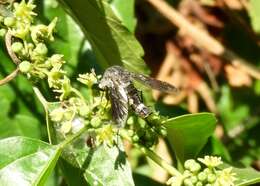 Image of Lepidophora vetusta Walker 1857