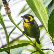 Image of Gold-ringed Tanager