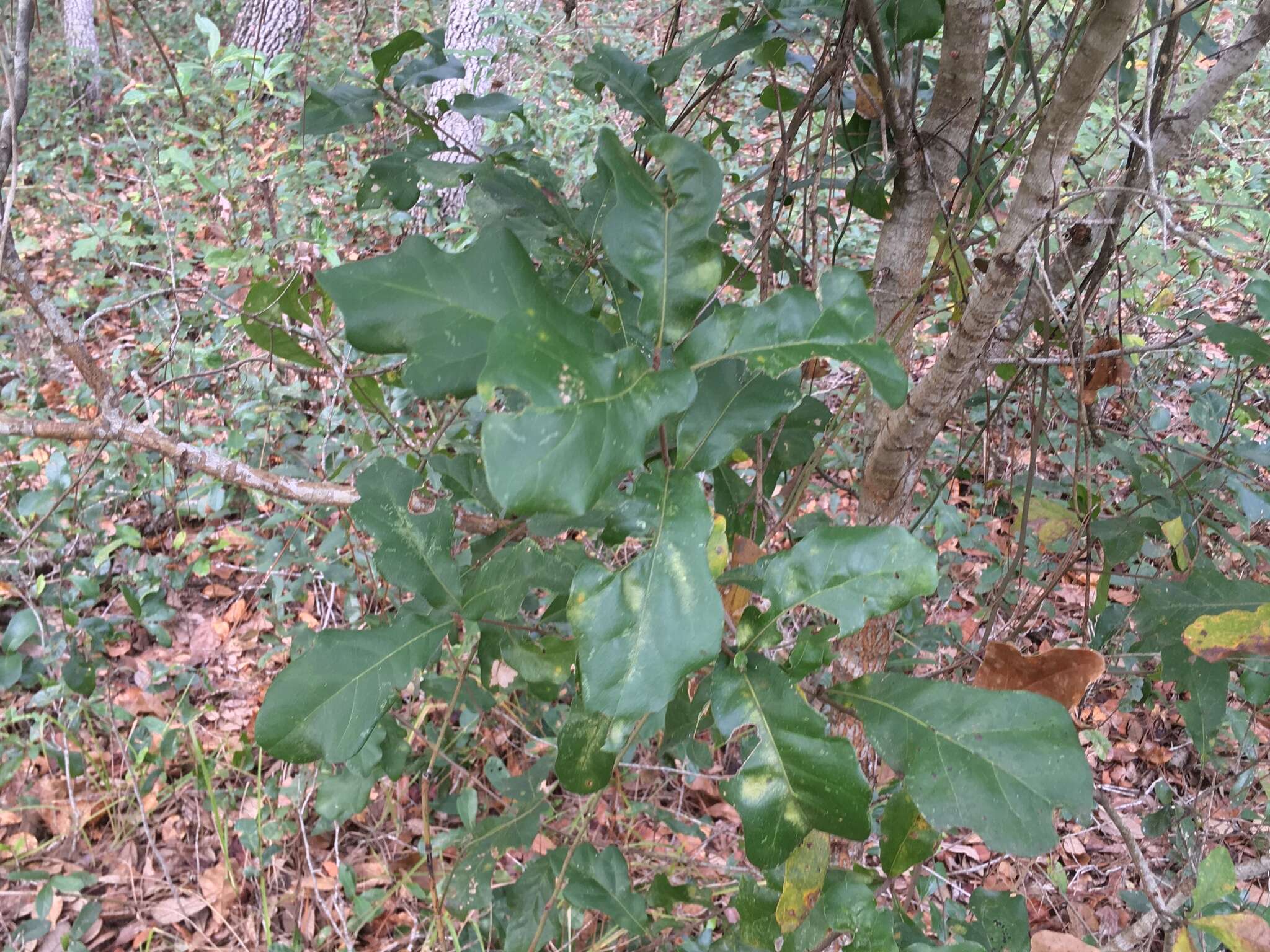 Imagem de Quercus austrina Small