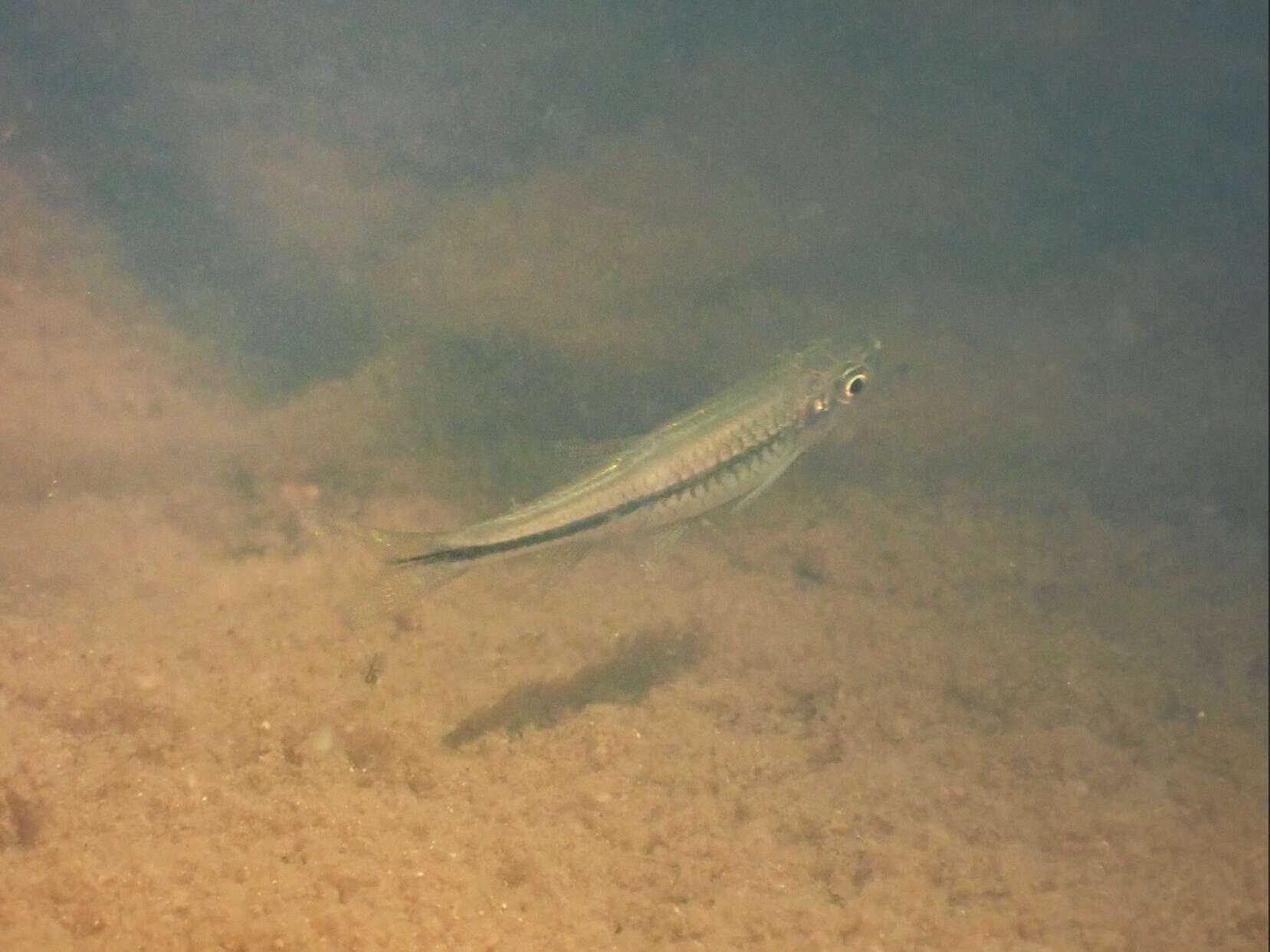 Image of Chinese rasbora