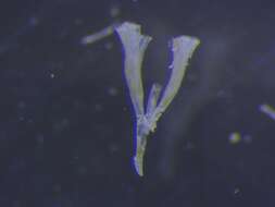 Image of Filicrisia geniculata (Milne Edwards 1838)