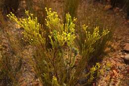 Image of Leucadendron olens I. Williams