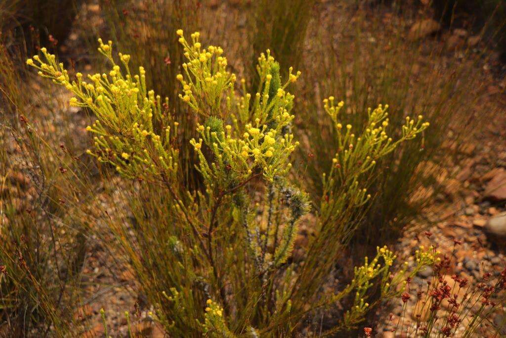 Image of Leucadendron olens I. Williams