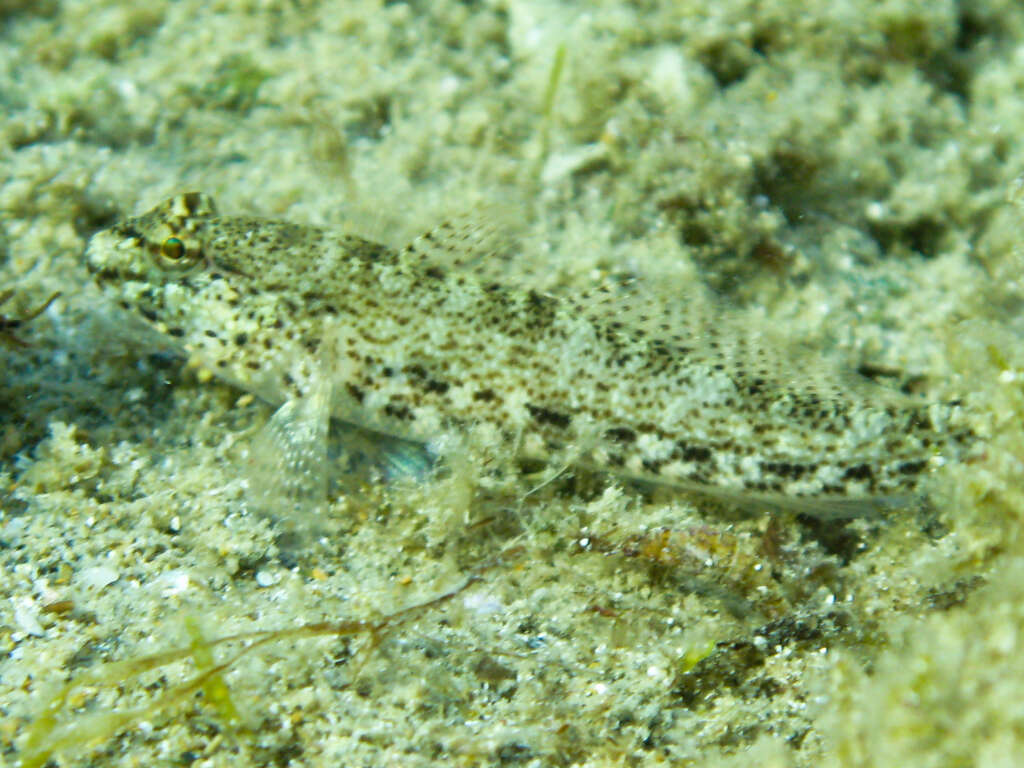 Image of Incognito Goby