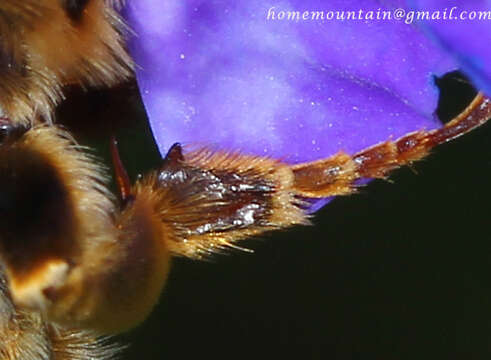 Image of Anthophora deserticola Morawitz 1873