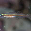 Image of Naked dart-goby