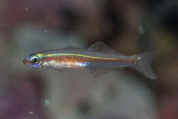 Image of Naked dart-goby