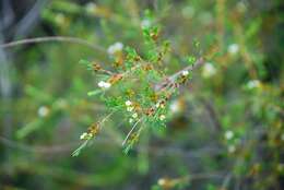 Baeckea frutescens L. resmi