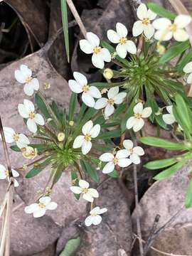 Image of Stylidium rhynchocarpum Sond.