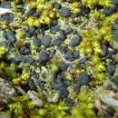 Image of Baglietto'a dotted lichen