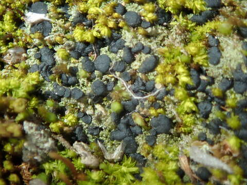 Image of Baglietto'a dotted lichen