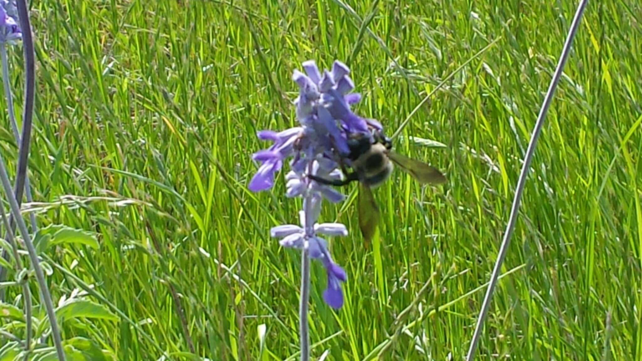 Image of mealycup sage