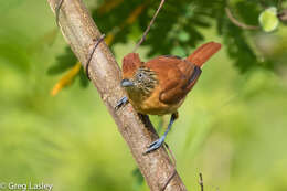 Image of Barred Antshrike