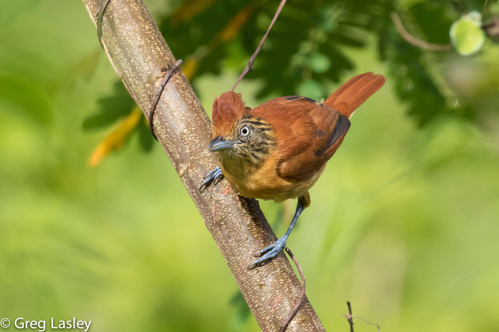 Image of Barred Antshrike