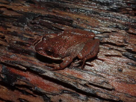 Image of Pseudacris collinsorum