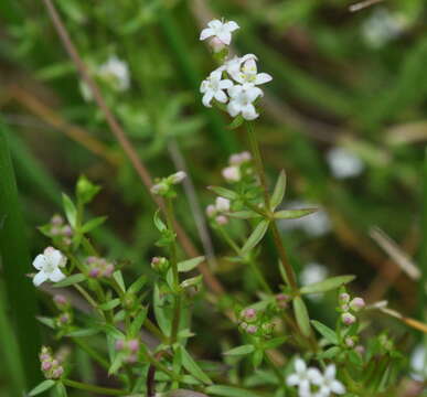 صورة Asperula subsimplex Hook. fil.