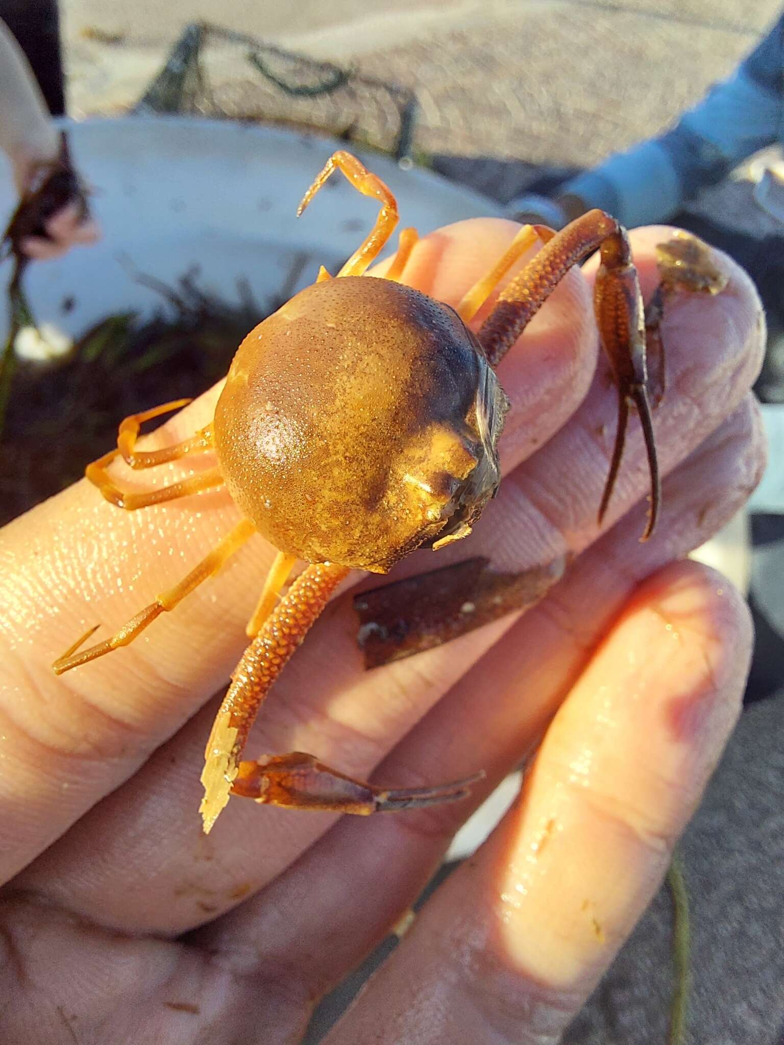 Image of Mediterranean nut crab