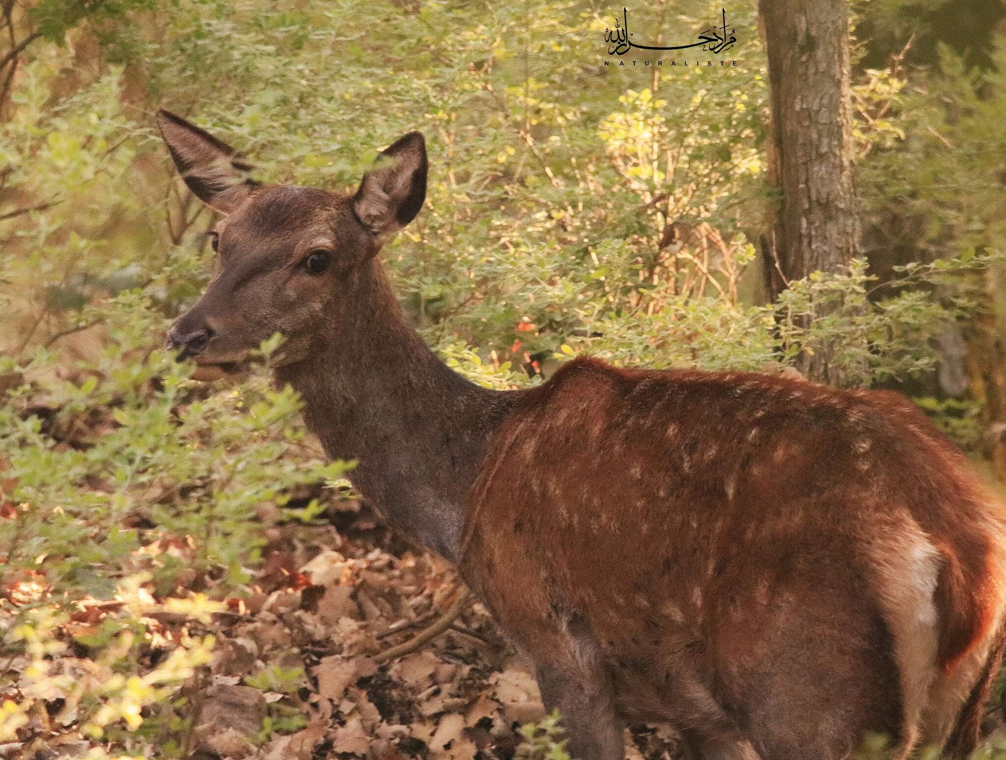 Image of Corsican red deer