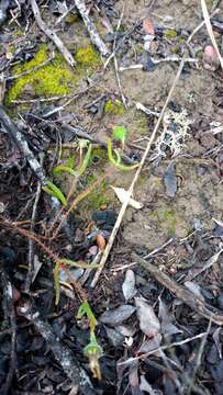 Image of Drosanthemum calycinum (Haw.) Schwant.