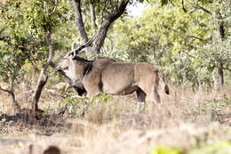 Image of giant eland