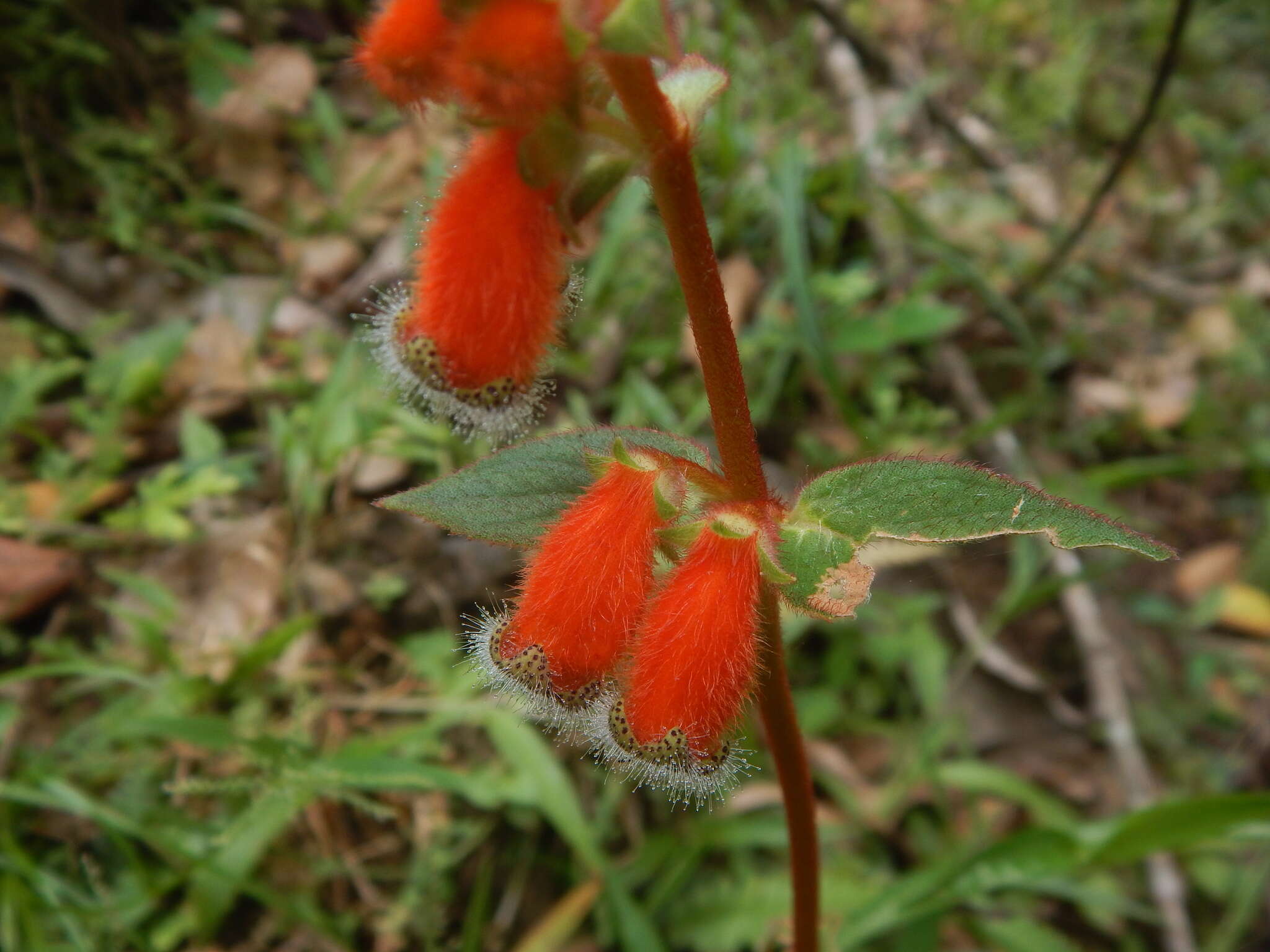 Image of Kohleria stuebeliana Fritsch