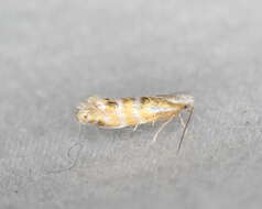 Image of Argyresthia aureoargentella Brower 1953