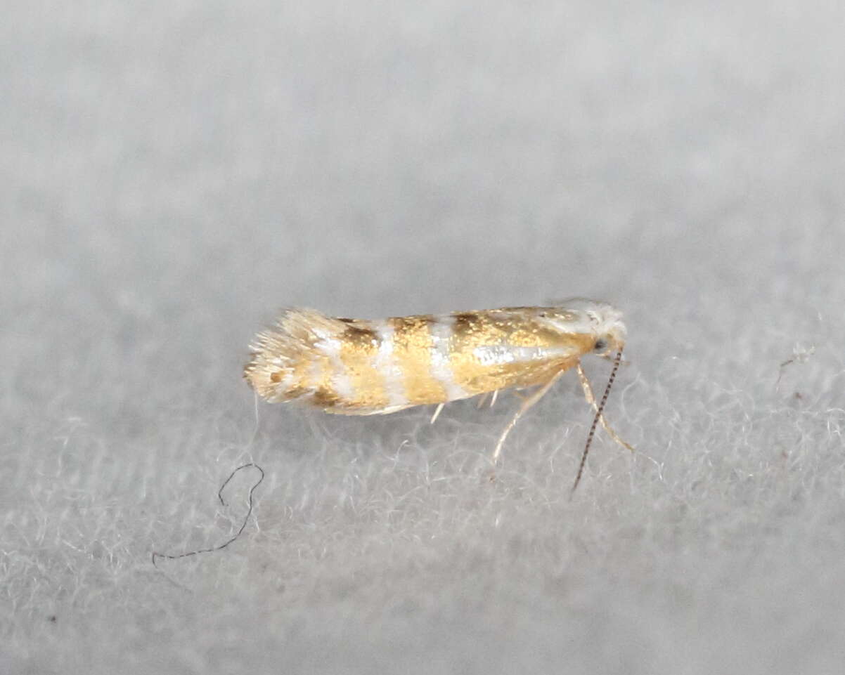 Image of Argyresthia aureoargentella Brower 1953