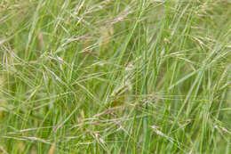 Image of Texas wintergrass