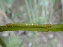 صورة Pseudocoremia melinata Felder & Rogenhofer 1874