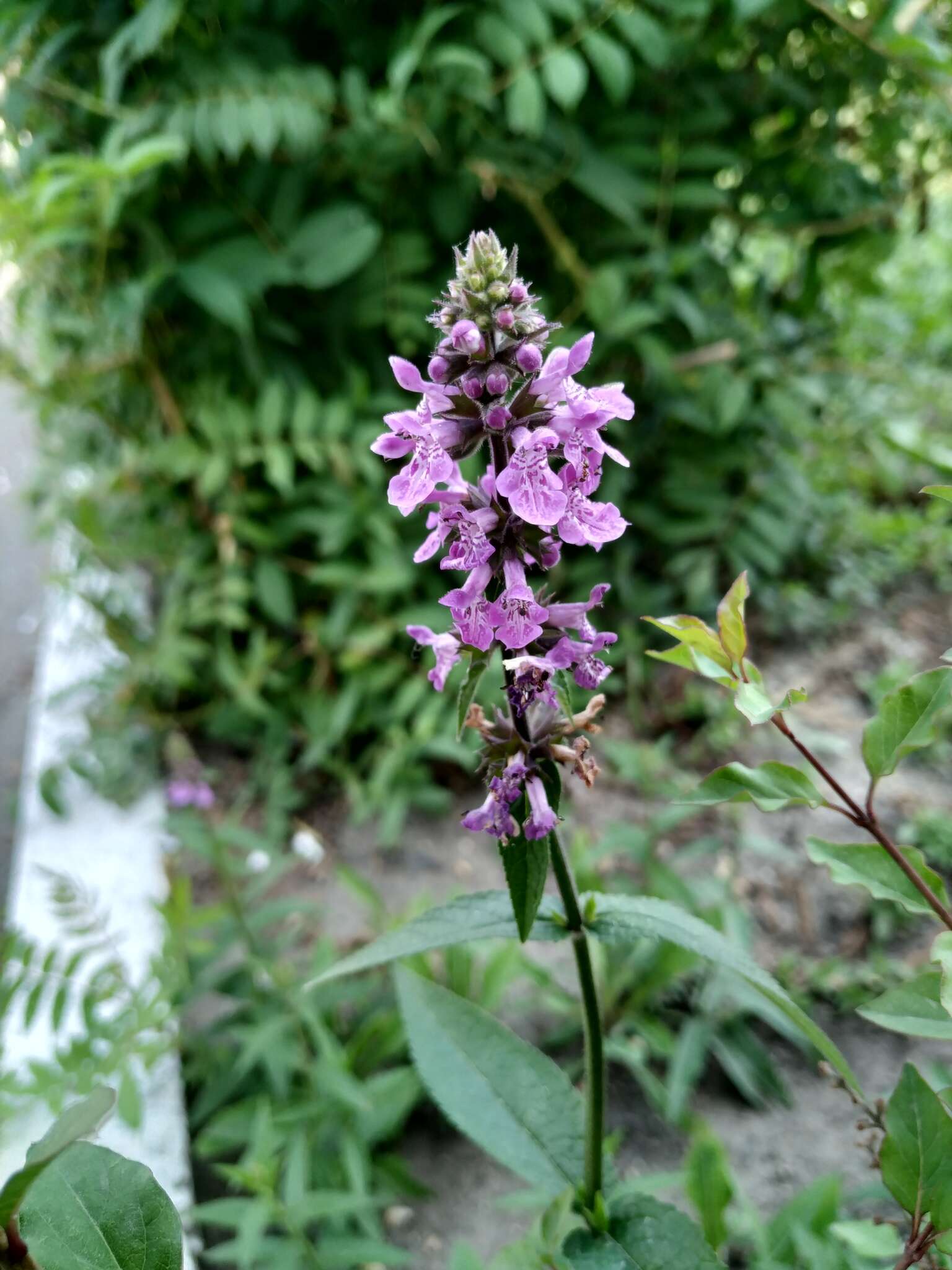 Image of Stachys riederi var. hispidula (Regel) H. Hara