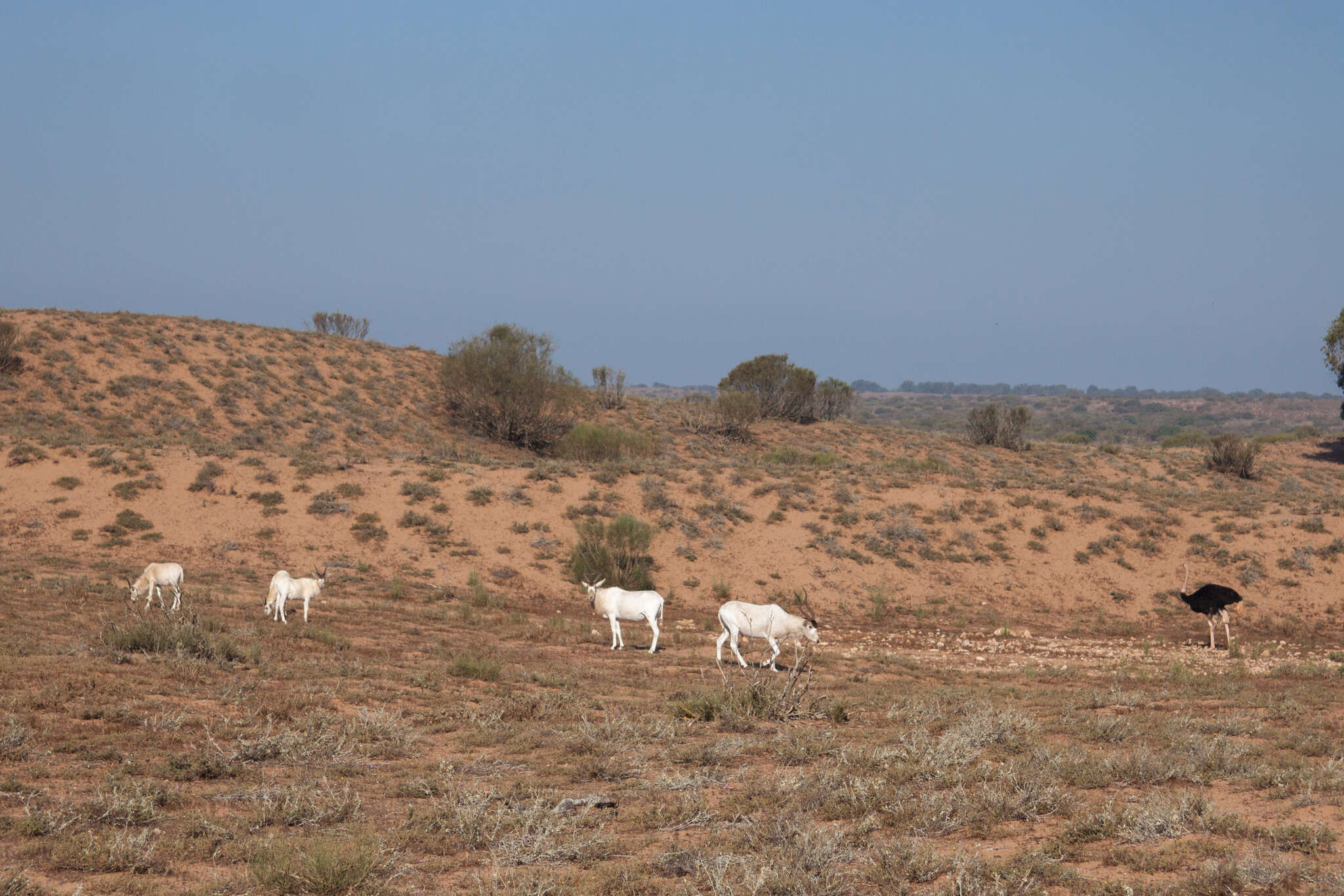 Image of Addax