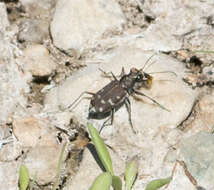 Image of Western Tiger Beetle