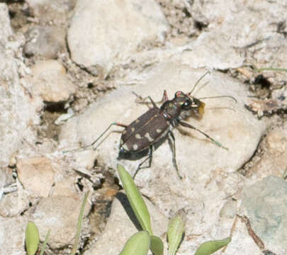 Plancia ëd Cicindela (Cicindela) oregona Le Conte 1856