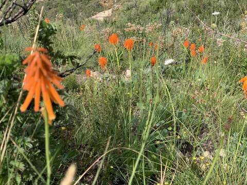 Image of Kniphofia evansii Baker