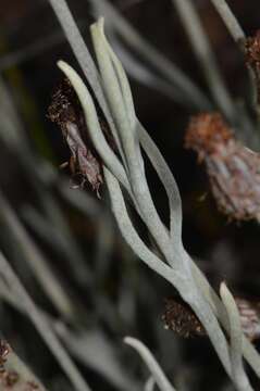 Image of Syncarpha gnaphaloides (L.) DC.