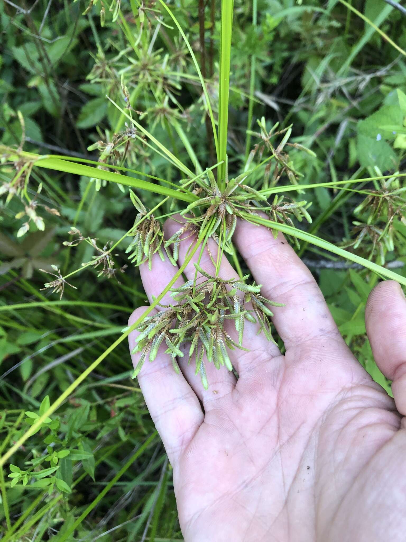 Image of Pond Flat Sedge