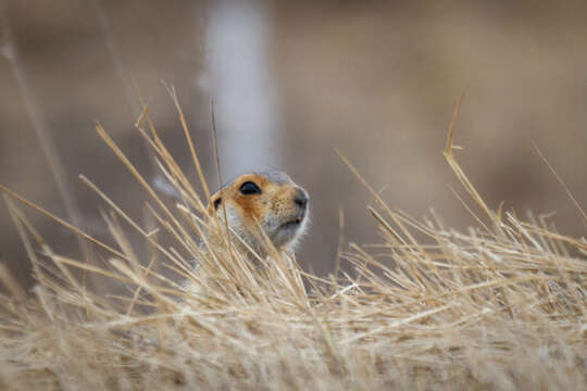 Image of Russet Ground Squirrel