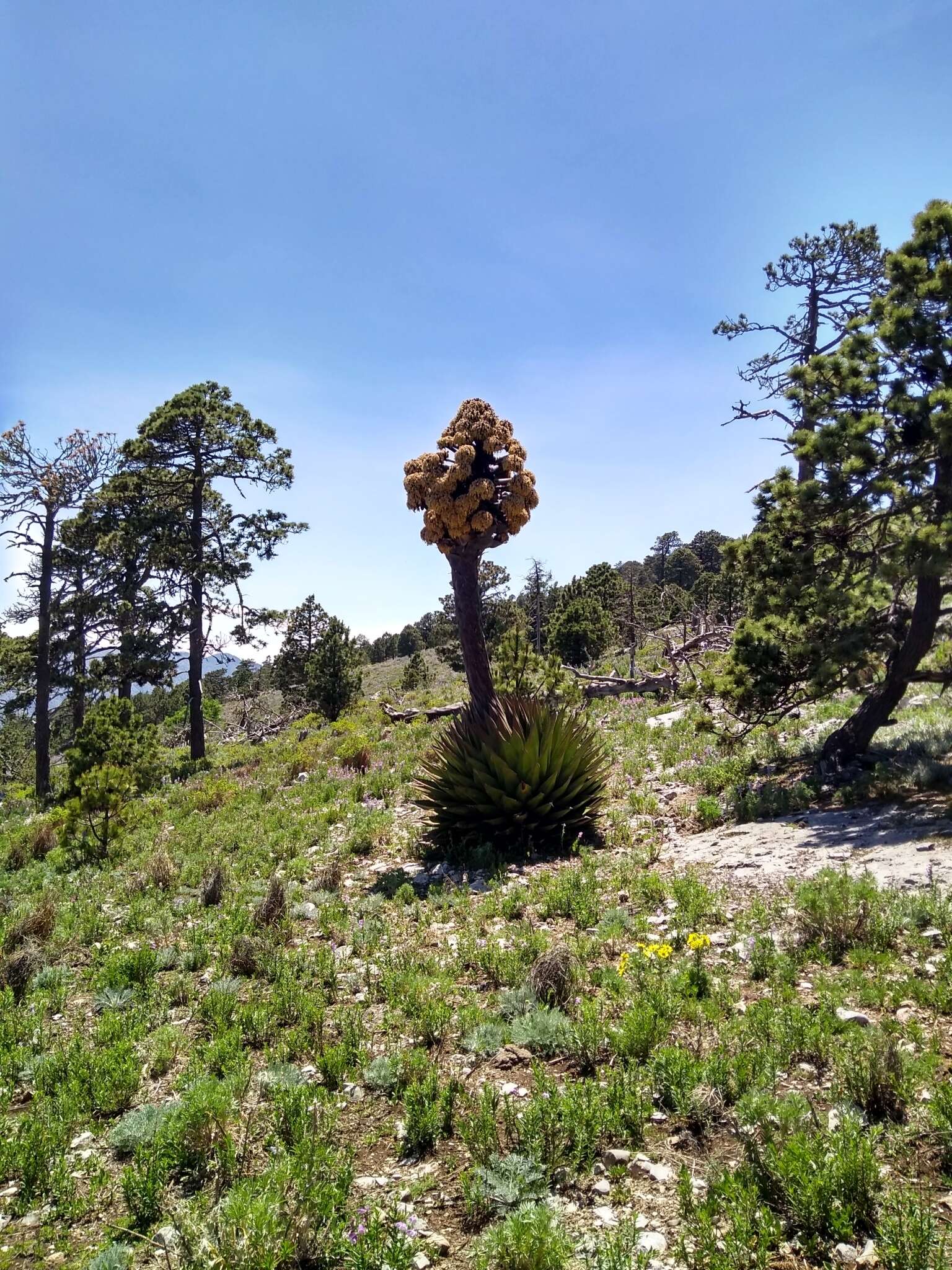 Image of Agave gentryi B. Ullrich