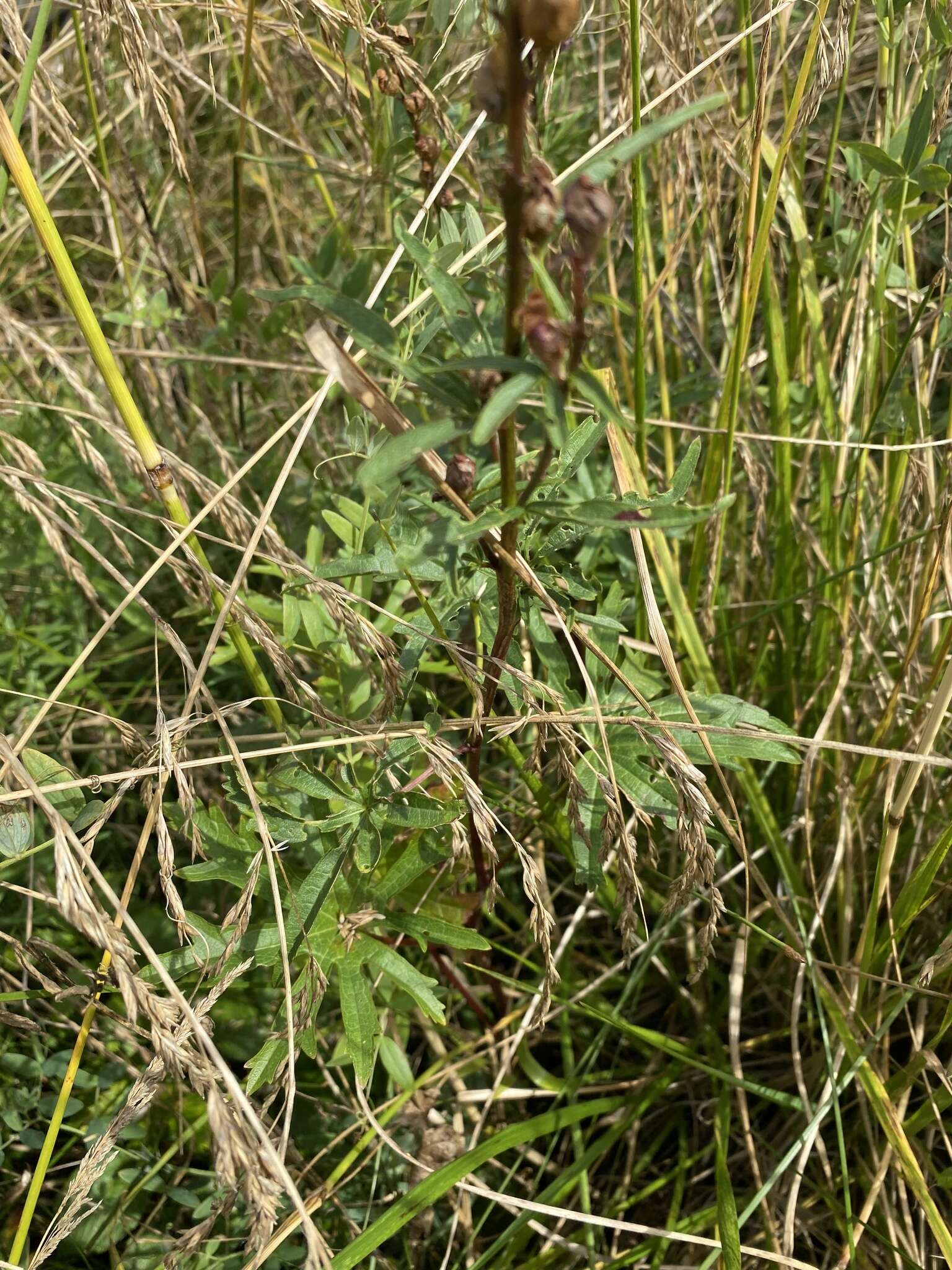 Image of Henderson's Checkerbloom