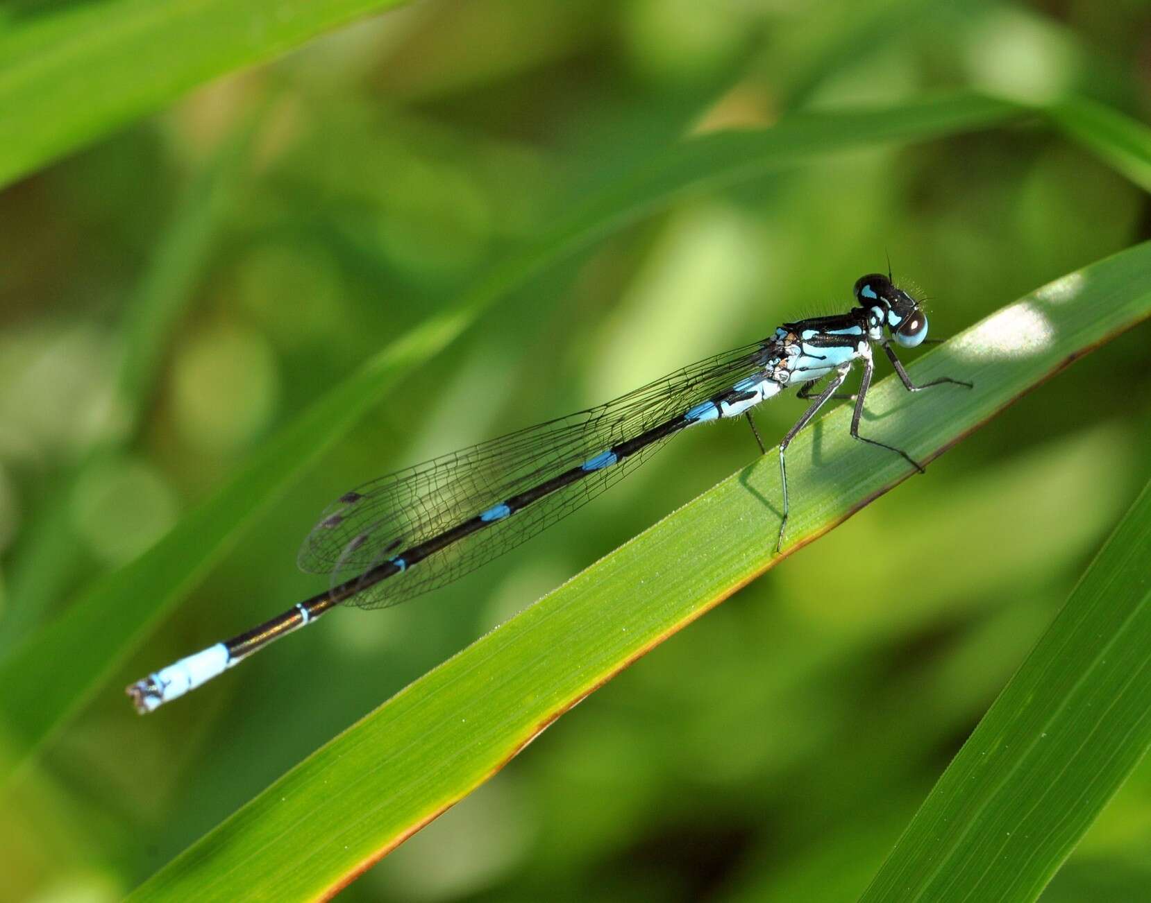 Image of Variable Bluet