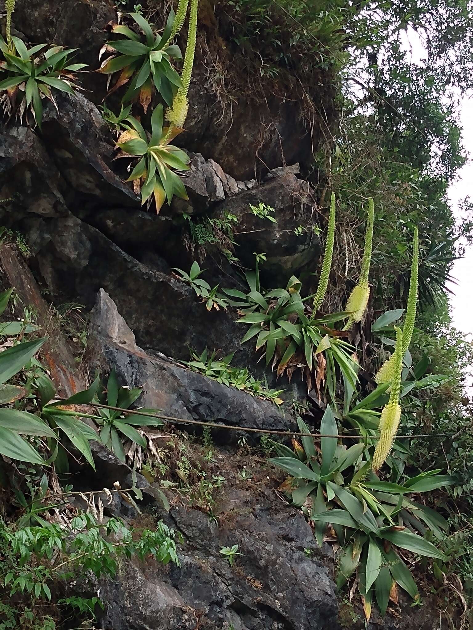 Image of Agave ellemeetiana Jacobi