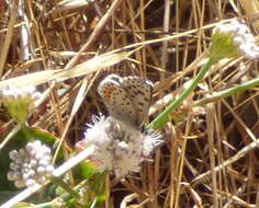 Euphilotes enoptes (Boisduval 1852)的圖片